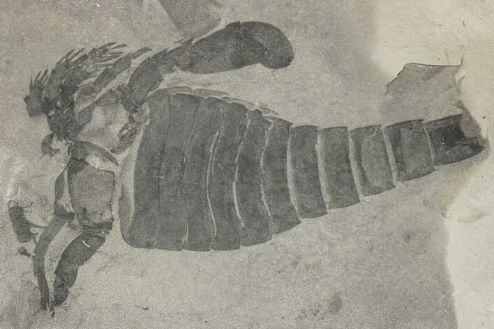 Eurypterus (Sea Scorpion) Fossil - New York #206617